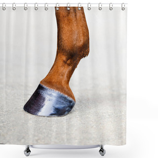 Personality  Horse Leg With Hoof. Skin Of Chestnut Horse. Shower Curtains