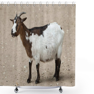 Personality  Domestic Goat (Capra Aegagrus Hircus). Farm Animal.  Shower Curtains