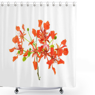 Personality  Peacock Flowers Shower Curtains