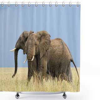 Personality  Running African Elephants Shower Curtains