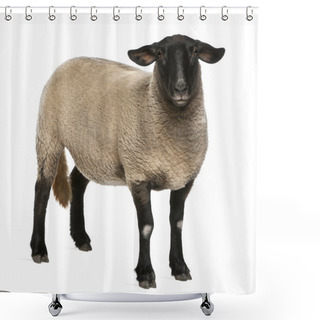 Personality  Female Suffolk Sheep, Ovis Aries, 2 Years Old, Standing In Front Of White Background Shower Curtains