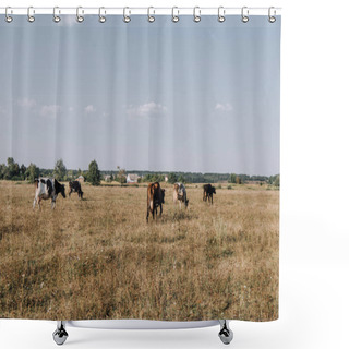 Personality  Distant View Of Cows Grazing On Meadow In Countryside  Shower Curtains