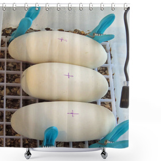 Personality  Healthy Python Eggs Shower Curtains
