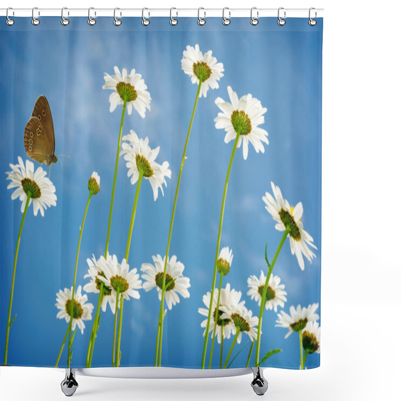 Personality  White daisies on blue sky background shower curtains