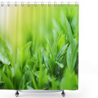 Personality  Tea Plantation Close Up Background Shower Curtains