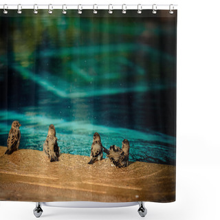 Personality  Sparrows Shower Curtains