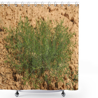 Personality  Salsola Kali,Allergens Plants Shower Curtains