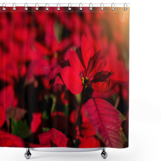 Personality  Red Poinesettia Tree For Christmas Holiday Background With Selective Focus. New Year Holidays Background. Shower Curtains