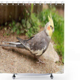 Personality  Corella Parrot Close-up. Macro Photography Of A Bird In The Wild. Shower Curtains