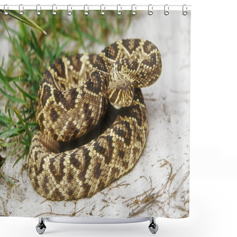 Personality  Rattlesnake Shower Curtains