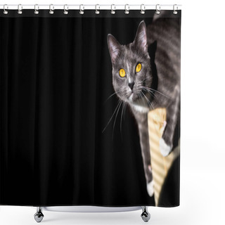 Personality  Beautiful Portrait Of A Grey Cat On A Black Background. There Is A Place For Text And Advertising Shower Curtains