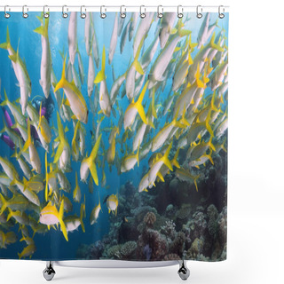 Personality  Reef Fish And Female Diver, Great Barrier Reef, Coral Sea, South Pacific Ocean, Australia Shower Curtains