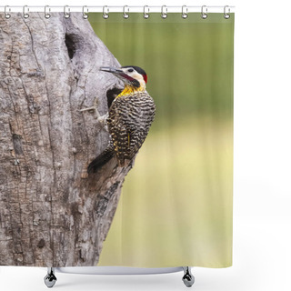 Personality  Green Barred Woodpecker In Forest Environment,  La Pampa Province, Patagonia, Argentina. Shower Curtains