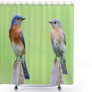 Personality  Pair Of Eastern Bluebird Shower Curtains