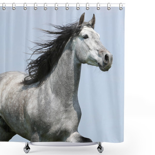Personality  Carthusian Horse Isolated On Blue Background Shower Curtains