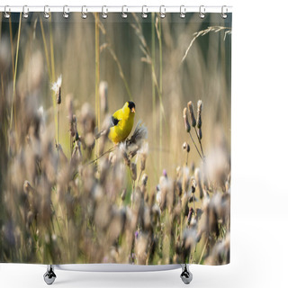 Personality  An Adorable Yellow American Goldfinch Perched On A Flower In The Field Shower Curtains