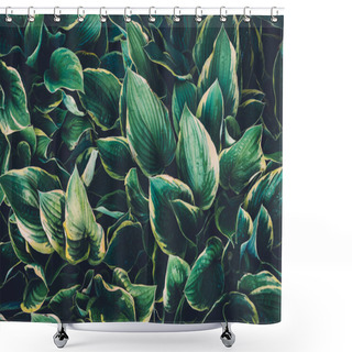 Personality  Green Hosta Leaves Shower Curtains