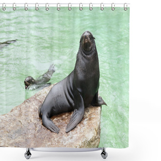 Personality  Brown Fur Seal Shower Curtains