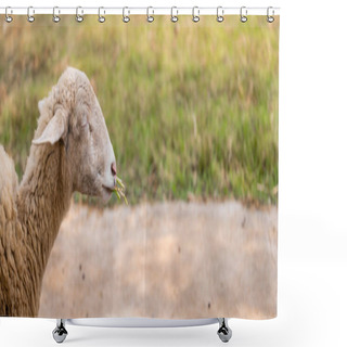 Personality  Sheep Grazing Peacefully Amidst Nature's Beauty, In An Open Farm. Shower Curtains