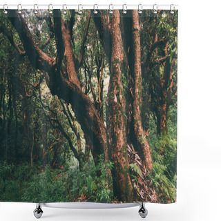 Personality  Majestic Trees Growing In Indian Himalayas, Dharamsala, Baksu  Shower Curtains