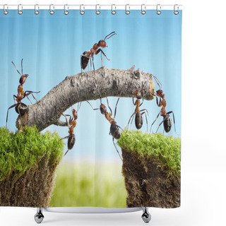 Personality  Team Of Ants Constructing Bridge, Teamwork Shower Curtains