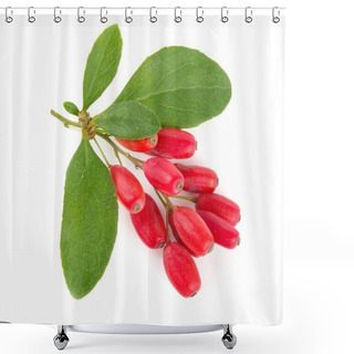 Personality  Fresh Barberry Twig With Leaves Isolated On A White Background Shower Curtains