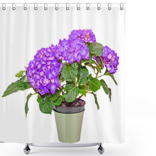 Personality  Mauve Hydrangea Flowers In A Green Flowerpot, Hortensia Close Up Shower Curtains
