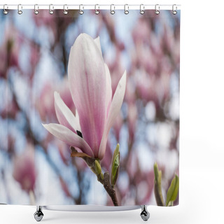 Personality  Spring Floral Background With Magnolia Flowers Shower Curtains