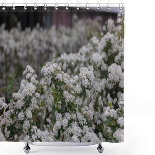 Personality  Delicate White Flowers Of Spiraea Wangutta. Beautiful Flower Abstract Nature Background. Ornamental Shrub Of The Family. Home Flower Bed. Shower Curtains