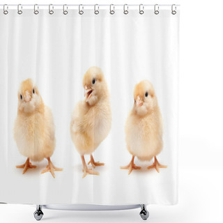 Personality  Three Cute Baby Chickens Chicks Shower Curtains