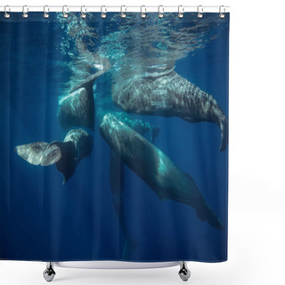 Personality  Sperm Whales Underwater Traveling Near Water Surface On Blue Aquatic Background. Wildlife Photography In Azores Shower Curtains
