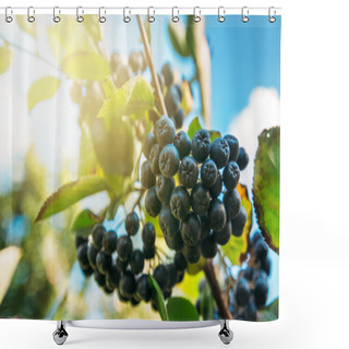 Personality  Fruitful Ripe Aronia Berry Fruit On The Branch Shower Curtains