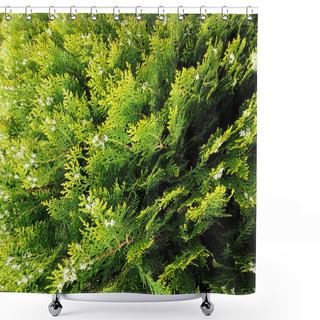 Personality  A Dense, Textured Backdrop Of Thuja Tree Branches With Their Signature Scale-like Green Foliage, Creating A Lush Evergreen Tapestry Of Intricate Patterns And Natural Beauty. Shower Curtains