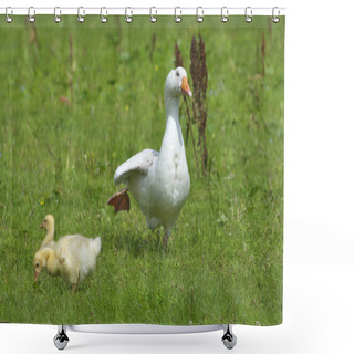 Personality  Geese In The Meadow. Shower Curtains