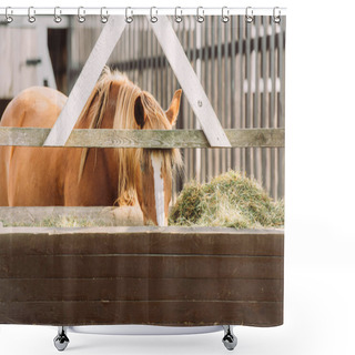 Personality  Brown Horse With White Spot On Head Eating Hay From Manger In Corral Shower Curtains