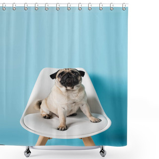 Personality  Fawn Color Pug Sitting On Chair And Looking Away On Blue Background Shower Curtains