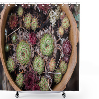 Personality  Top View Of Colorful Exotic Succulents In Ceramic Flowerpot Shower Curtains