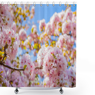 Personality  Selective Focus Of Beautiful Sakura Tree Blossom Against Blue Sky Backdrop Shower Curtains