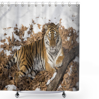 Personality  Amur Tiger Resting On Dry Foliage Shower Curtains