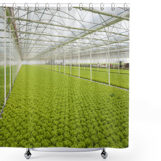 Personality  Lettuce Shower Curtains