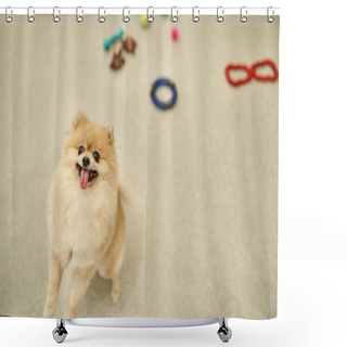 Personality  Playful Pomeranian Spitz Standing On Hind Paws And Looking At Camera Near Toys In Pet Hotel Shower Curtains