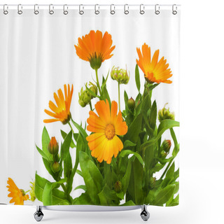 Personality  Calendula Flower On A White Background Shower Curtains