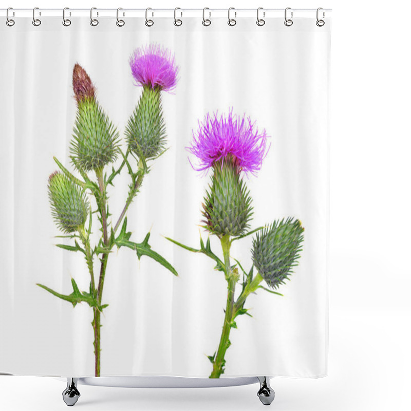 Personality  Thistle flowers ( Carduus crispus ) isolated on white background. shower curtains