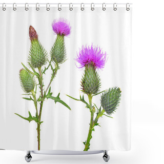 Personality  Thistle Flowers ( Carduus Crispus ) Isolated On White Background. Shower Curtains