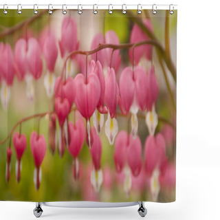 Personality  Dicentra, Or Bleeding Heart Shower Curtains