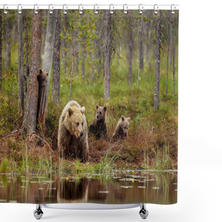 Personality  Eurasian Brown Bear Cubs Playing With A Mom By The Pond Shower Curtains