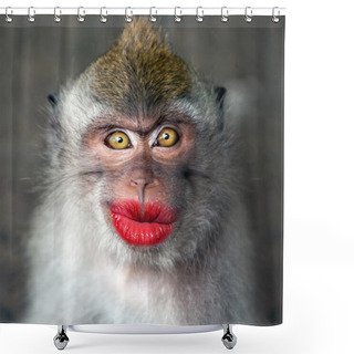 Personality  Funny Monkey With A Red Lips Shower Curtains