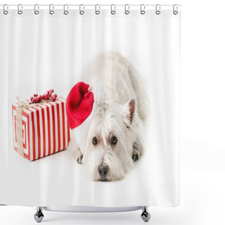 Personality   White Terrier In Santa Hat With Gift Shower Curtains