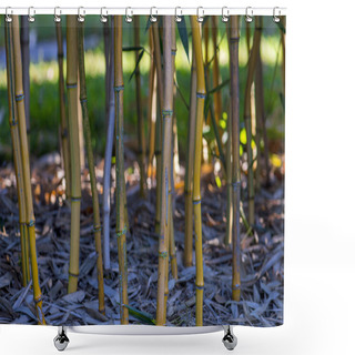Personality  Bamboo In A Garden From Below Shower Curtains