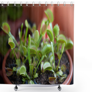 Personality  Venus Flytrap, Carnivorous Plant Dionaea Shower Curtains